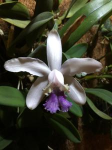 Cattleya intermedia