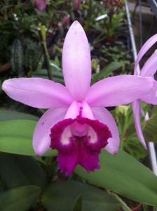 Cattleya intermedia