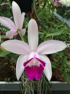 Cattleya intermedia