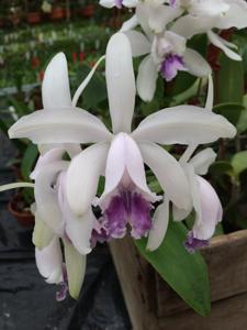 Cattleya intermedia