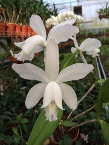 Cattleya intermedia