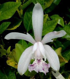 Cattleya intermedia