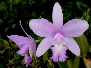 Cattleya intermedia