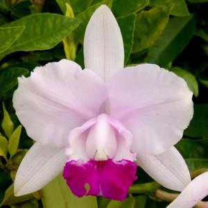 Cattleya intermedia