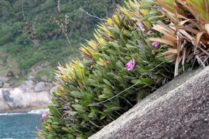 Cattleya intermedia