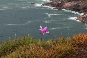 Cattleya intermedia