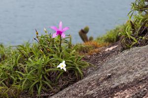 Cattleya intermedia