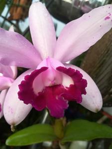 Cattleya intermedia