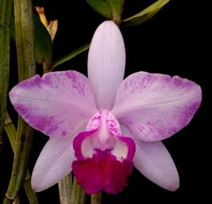 Cattleya intermedia