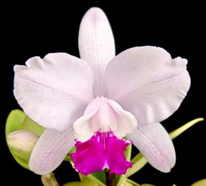 Cattleya intermedia