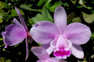 Cattleya intermedia