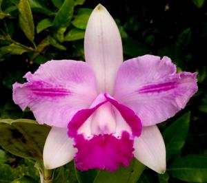 Cattleya intermedia