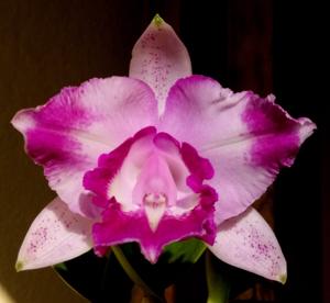 Cattleya intermedia