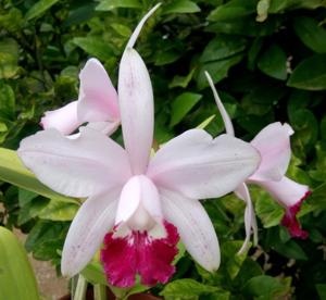 Cattleya intermedia