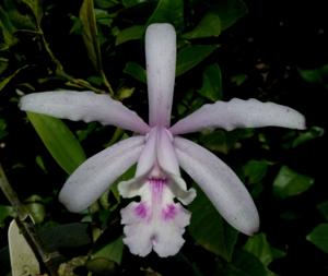 Cattleya intermedia