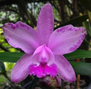 Cattleya intermedia