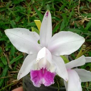 Cattleya intermedia