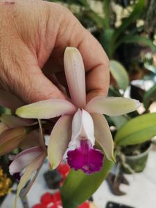 Cattleya intermedia