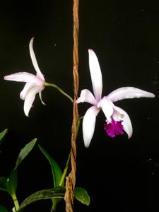 Cattleya intermedia