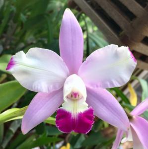 Cattleya intermedia