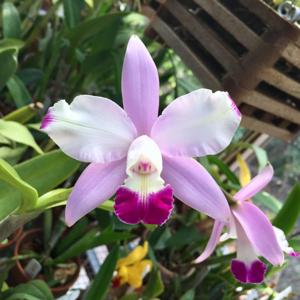 Cattleya intermedia