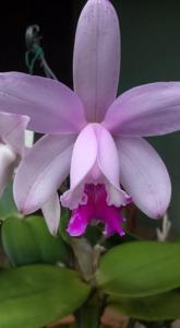 Cattleya intermedia