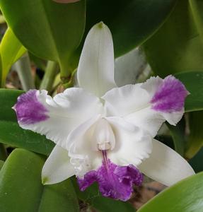 Cattleya intermedia