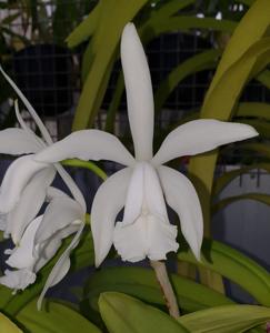 Cattleya intermedia