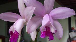 Cattleya intermedia