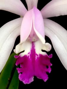 Cattleya intermedia