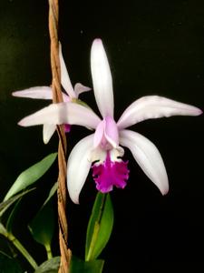 Cattleya intermedia