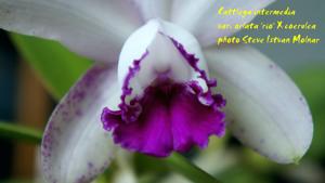 Cattleya intermedia