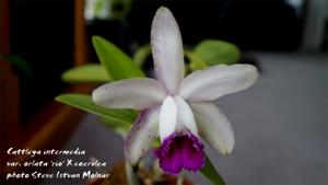 Cattleya intermedia