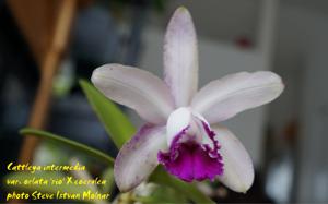 Cattleya intermedia