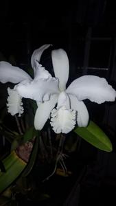 Cattleya intermedia