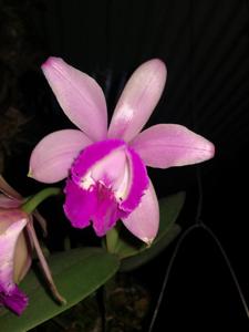 Cattleya intermedia