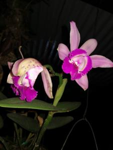 Cattleya intermedia