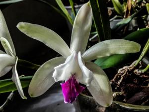 Cattleya intermedia