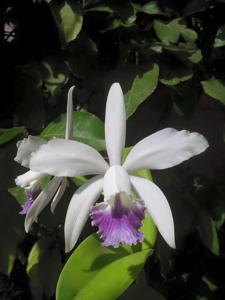 Cattleya intermedia