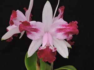 Cattleya intermedia