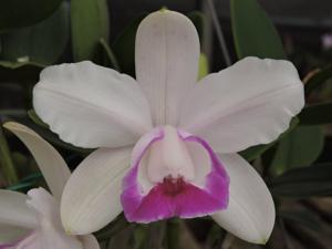 Cattleya intermedia