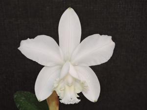 Cattleya loddigesii