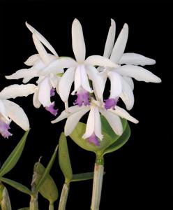 Cattleya intermedia