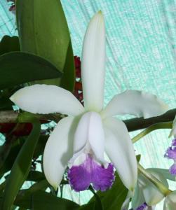 Cattleya intermedia