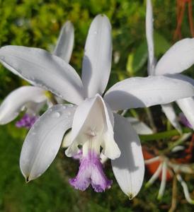 Cattleya intermedia