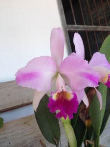 Cattleya mendelii