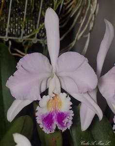 Cattleya mendelii