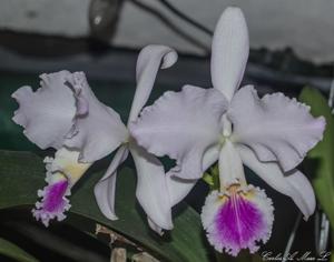 Cattleya mendelii