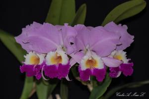 Cattleya mendelii