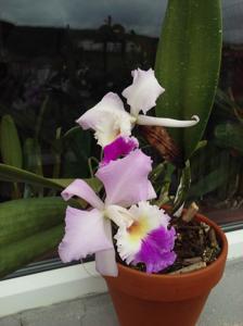 Cattleya mendelii